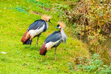 Balearica pavonina, black crowned crane, on a sunny autumn or indian summer day