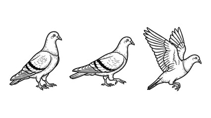 Obraz premium Pigeon Poses Line Art