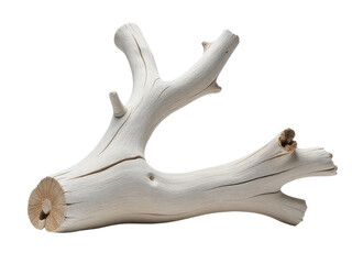 Obraz premium A small bird sits atop a weathered piece of driftwood, surrounded by natural scenery