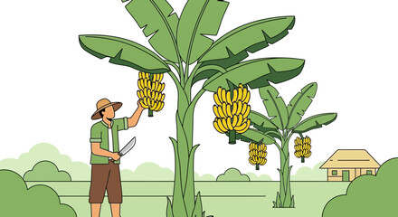 Farmer Harvesting Ripe Bananas In Tropical Orchard