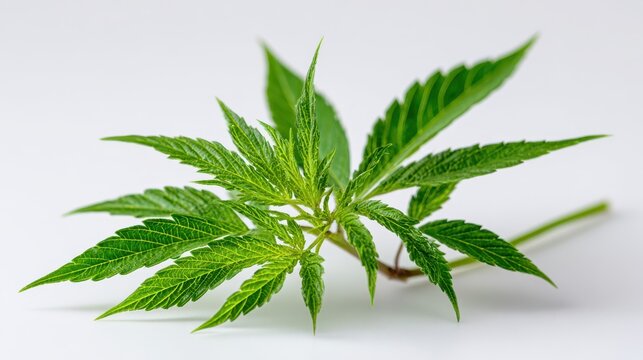 Macro photograph of cannabis hemp leaves with detailed veins and serrated edges