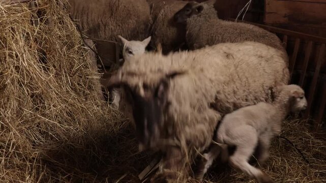 Cozy barn, Natural barn, Sheep indoors. As flock moves inside barn, rustic surroundings foster comfortable and rural ambiance characteristic of traditional agriculture.