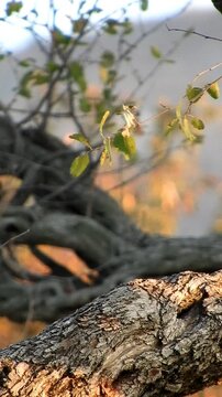 Flameback Woodpecker Fly To Other Branch - 4k Vertical Video