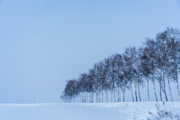 北海道美瑛町【冬の白樺並木】
