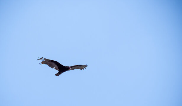 a turkey vulture soaring in the winter sky
