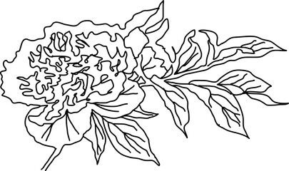 Black and white line drawing of a peony flower with leaves