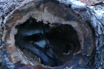 Szop pracz, szop amerykański, (Procyon lotor), raccoon © Bartosz Rakoczy