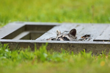 Szop pracz, szop amerykański, (Procyon lotor), raccoon © Bartosz Rakoczy