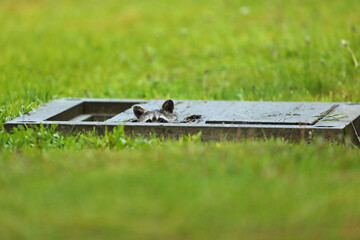 Szop pracz, szop amerykański, (Procyon lotor), raccoon © Bartosz Rakoczy