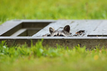 Szop pracz, szop amerykański, (Procyon lotor), raccoon © Bartosz Rakoczy