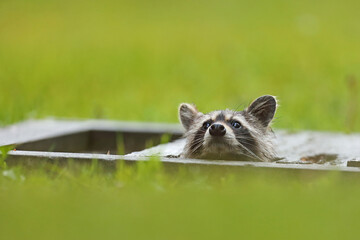 Szop pracz, szop amerykański, (Procyon lotor), raccoon © Bartosz Rakoczy