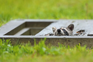 Szop pracz, szop amerykański, (Procyon lotor), raccoon © Bartosz Rakoczy