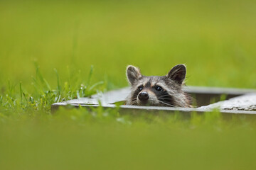 Szop pracz, szop amerykański, (Procyon lotor), raccoon © Bartosz Rakoczy