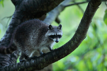 Szop pracz, szop amerykański, (Procyon lotor), raccoon © Bartosz Rakoczy