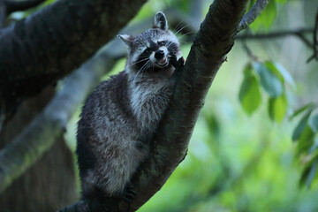 Szop pracz, szop amerykański, (Procyon lotor), raccoon © Bartosz Rakoczy