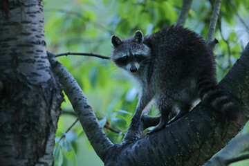Szop pracz, szop amerykański, (Procyon lotor), raccoon © Bartosz Rakoczy
