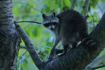 Szop pracz, szop amerykański, (Procyon lotor), raccoon © Bartosz Rakoczy