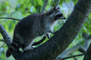 Szop pracz, szop amerykański, (Procyon lotor), raccoon © Bartosz Rakoczy