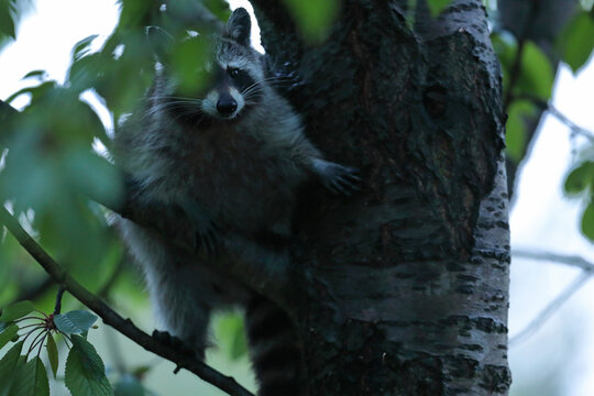 Szop pracz, szop amerykański, (Procyon lotor), raccoon
