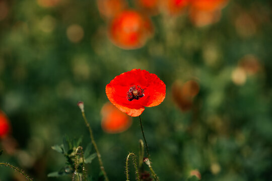 Mohnblumen