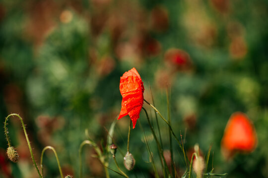 Mohnblumen
