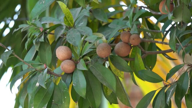 Fresh Sapota Fruits in Rural Farm India. Indian Sapodilla Tree with Ripe Fruits Village Agriculture Background. Fresh Sapodilla Fruits on Branch with Green Foliage Botanical Scene.