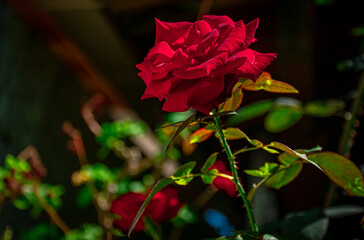 rosa natural vermelha