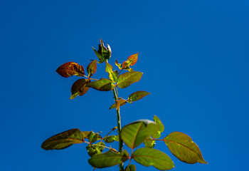 bot&atilde;o de rosa
