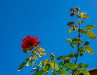 rosa e bot&atilde;o vermelhos