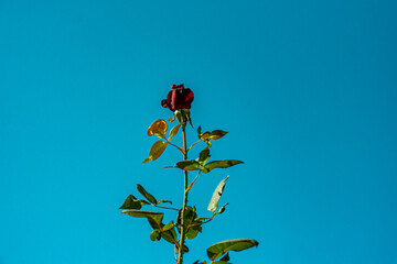 bot&atilde;o de rosa vermelho