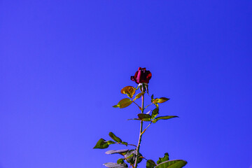 bot&atilde;o de rosa