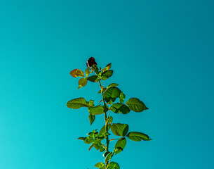 bot&atilde;o de rosa