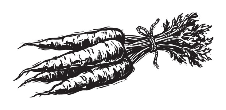 Bunch of fresh carrots with leafy tops tied together with string in a rustic black and white woodcut illustration style, showing organic farm produce and healthy eating concepts