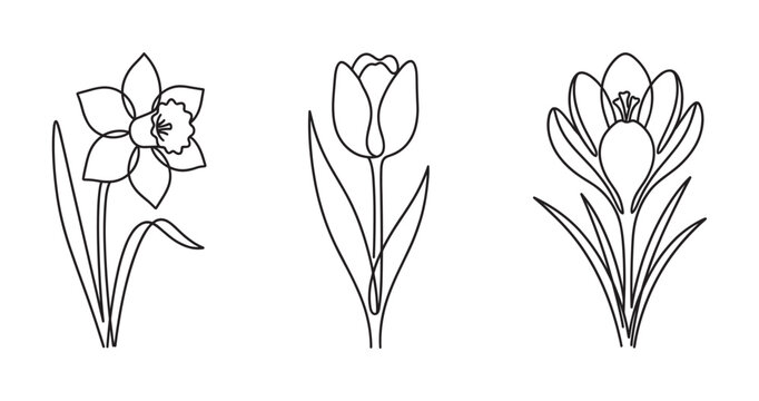 Three spring flowers daffodil tulip and crocus in a minimalist continuous one line drawing style, an elegant floral illustration set for botanical and nature concepts