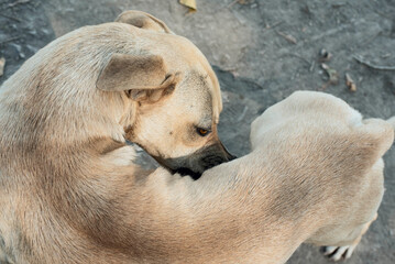Brown dog curled up resting on the ground outdoors. Calm domestic animal behavior and peaceful moment concept.