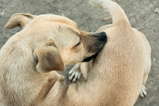 Brown dog grooming itself outdoors on sandy ground. Natural animal behavior and candid pet moment.