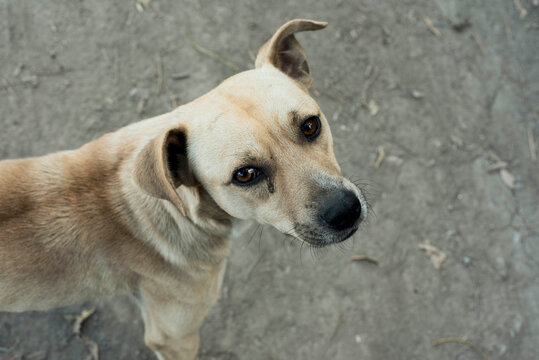 Brown mixed breed dog looking directly at camera outdoors. Expressive pet portrait and authentic animal lifestyle moment.