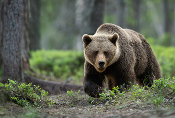 Obraz premium Wild brown bear ( Ursus arctos )