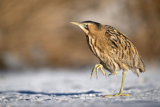 Great bittern bird ( Botaurus stellaris ) close up