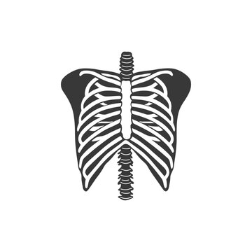 An anatomical illustration depicting a human torso skeletal structure