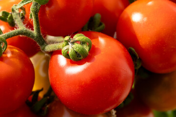 Homegrown garden tomatoes with green stem © Mentor