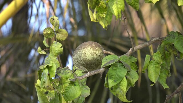 Tropical Bael Fruit on Branch in Warm Sunlight Nature Scene. Wood Apple or Aegle Marmelos Fruit in India.