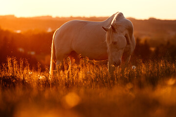 PRE im Sonnenuntergang © ScullyPictures
