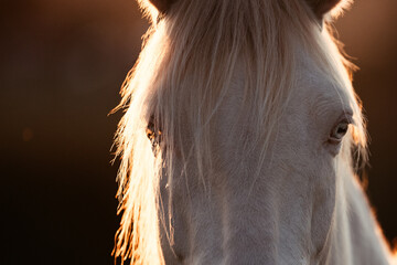PRE im Sonnenuntergang © ScullyPictures