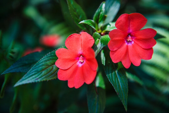 a red impatiens plant, likely a variety of New Guinea impatiens such as 'SunPatiens', Panama, Central America 