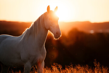 PRE im Sonnenuntergang © ScullyPictures