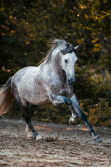 Spanischer Apfelschimmel © ScullyPictures