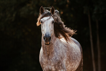 Spanischer Apfelschimmel © ScullyPictures
