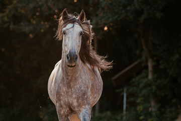 Spanischer Apfelschimmel © ScullyPictures