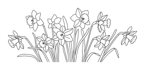 Black and white line drawing of daffodil flowers blooming in a horizontal row, a minimalist botanical illustration with delicate petals, stems, and leaves for a spring theme